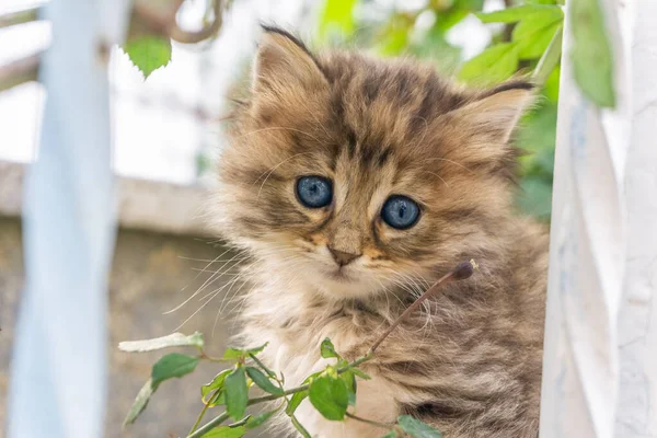 Lindos Ojos Azules Gato Calle Acercamiento Brote Cara Gatito Tabby — Foto de Stock