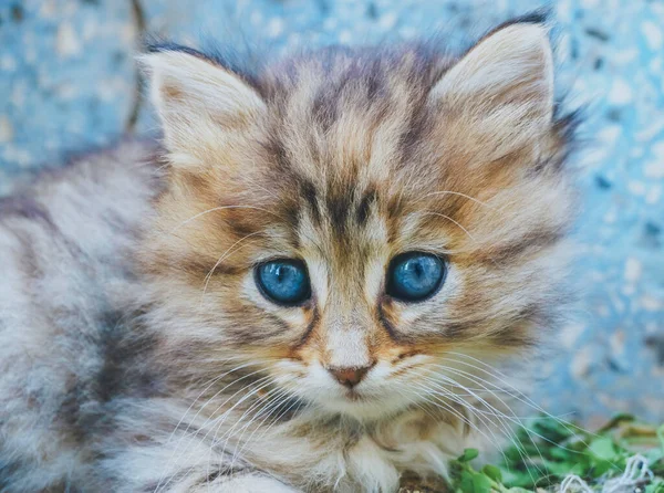 Mavi Gözlü Şirin Kedi Yavrusu Manzarasını Kapat Tekir Kedi Evcil — Stok fotoğraf