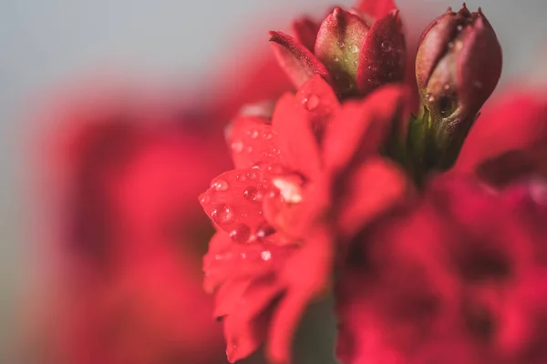 Yumuşak Arkaplanda Çiy Damlalarıyla Izole Edilmiş Kırmızı Çiçeği Kapat — Stok fotoğraf