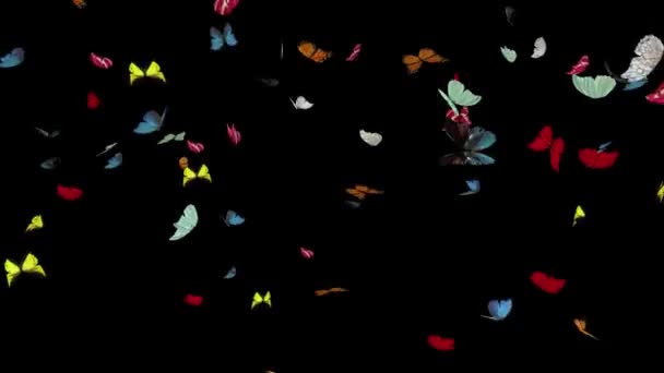 Colored Butterfly Flying Full Screen Alpha Channel — Stock Video