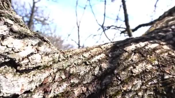 Deplasează Lungul Copacului Aproape Mic Oraș Sfârșit — Videoclip de stoc