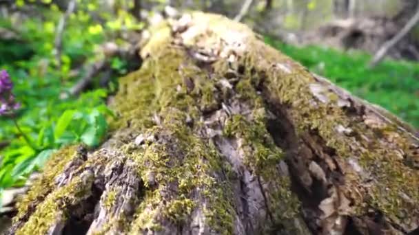 Viajando Longo Lado Caído Brench Árvore Com Musgo — Vídeo de Stock