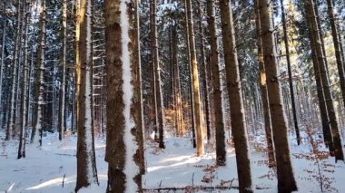 Parlak güneş ışınlarıyla parıldayan yoğun bir çam ormanı