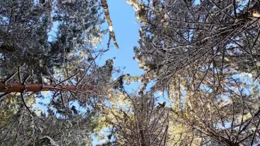 Güneş ışığı kış ormanındaki görkemli çam ağaçları..