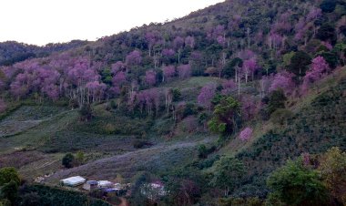 Lam Da Lat Ormanı 'nda kiraz çiçeği mevsimi