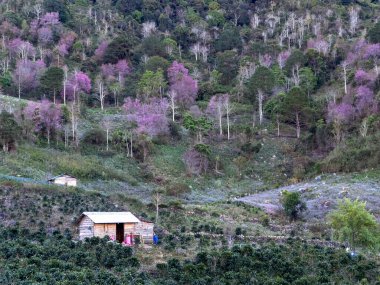 Platodaki güzel manzara kiraz çiçeği mevsimidir..