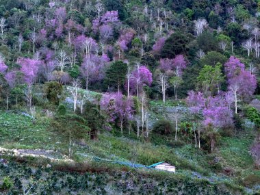 Platodaki güzel manzara kiraz çiçeği mevsimidir..
