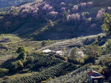 Da Lat Orman Parkı 'ndaki Kiraz Çiçeği Tepesi