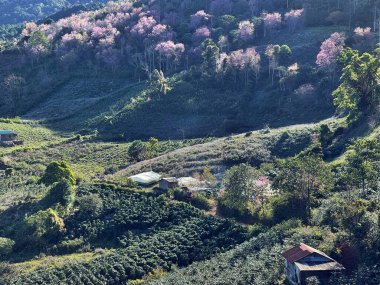 Da Lat Orman Parkı 'ndaki Kiraz Çiçeği Tepesi
