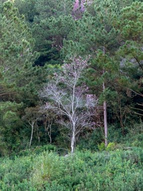 Kiraz çiçekleri açtı. Baharın geldiğini işaret ediyor.