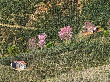 Kiraz çiçekleri açtı. Baharın geldiğini işaret ediyor.