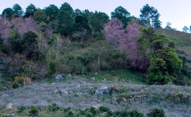 Birçok yerde kiraz çiçekleri ormanı var.
