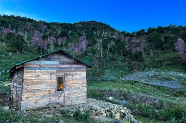 Kiraz çiçeği tepesindeki ev.