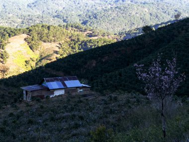 Kiraz çiçeği ormanında bir ev..
