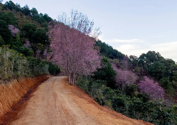 Temporada Flor Cerejeira Lam Lat Floresta Highland — Fotografia de Stock