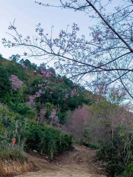 Stagione Dei Fiori Ciliegio Sull Altopiano Della Foresta Lam Lat — Foto Stock