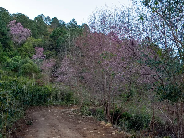 Temporada Flor Cerejeira Lam Lat Floresta Highland — Fotografia de Stock