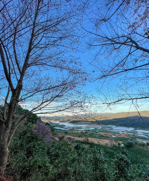 Сезон Цветения Сакуры Горах Лам Лат — стоковое фото