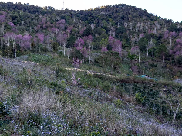 高原上美丽的风景是樱花盛开的季节 — 图库照片
