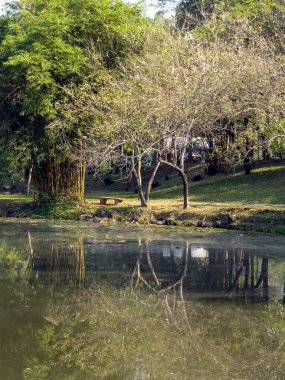 Göl kenarında çiçek açmak için orman kazıyorum.