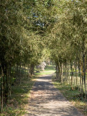 Bambuların altında güzel bir yol