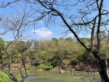 Orman şeftalisi derede çiçek açar.