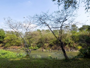 Orman şeftalisi derede çiçek açar.