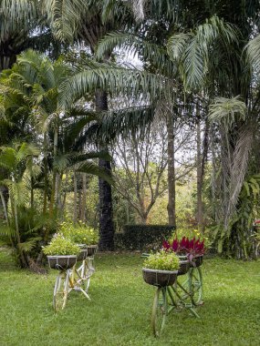 Geleneksel Vietnam Yeni Yıl çiçekleri için hazırlanın.