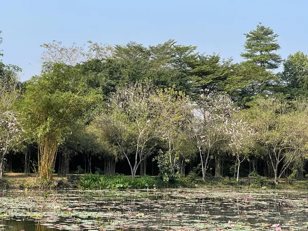 Digging Forest Bloom Lake — Stock Photo, Image