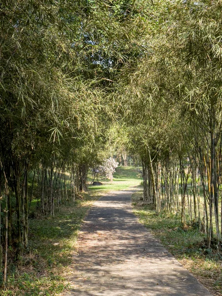 Bambuların Altında Güzel Bir Yol — Stok fotoğraf