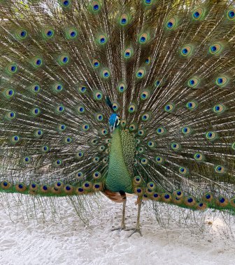 Tavus kuşu dansının önü ve arkası