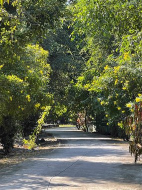 Yolun her iki tarafında da sarı çiçekler var.