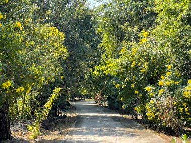 Yolun her iki tarafında da sarı çiçekler var.