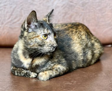 Kedi yatakta dinleniyor.