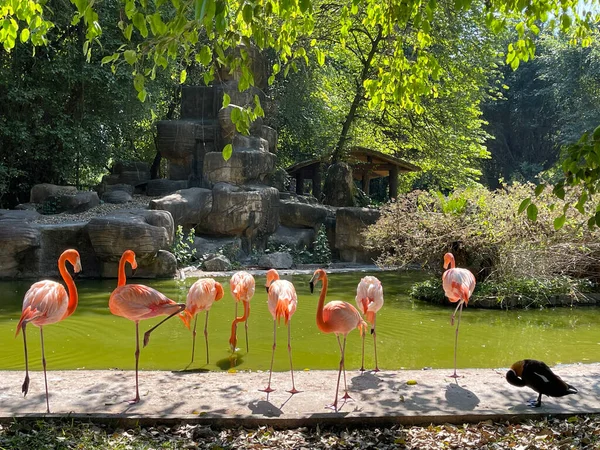 Skönheten Flamingos Promenader Och Stående — Stockfoto