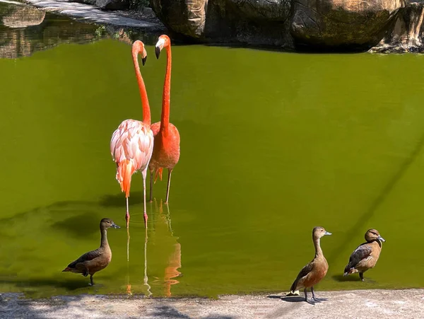 Bellezza Dei Fenicotteri Che Camminano Stanno Piedi — Foto Stock