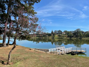 Da Lat dağ kasabasında kiraz çiçeği mevsimi