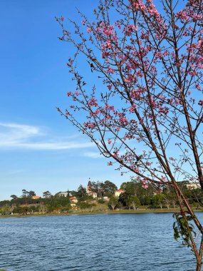 Da Lat dağ kasabasında kiraz çiçeği mevsimi