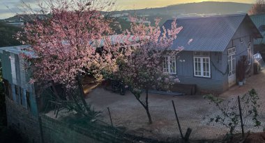 Da Lat dağ kasabasında kiraz çiçeği mevsimi