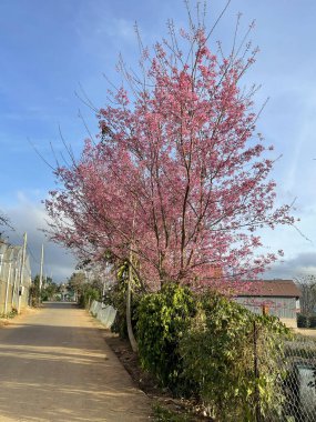 Dağ kasabasında kiraz çiçeği mevsimi yeniden başladı.