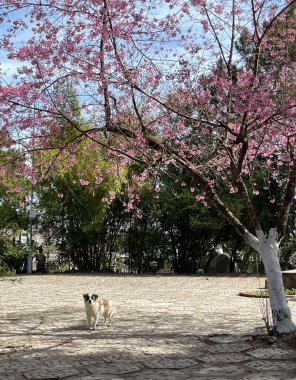 Da Lat dağ kasabasında kiraz çiçeği mevsimi