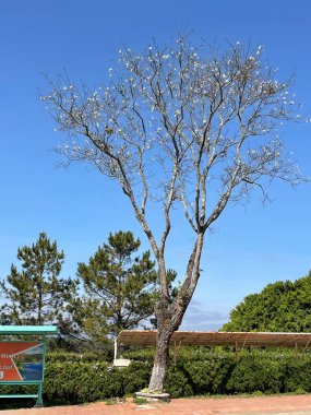 Beyaz çiçekler mevsimi geldi.