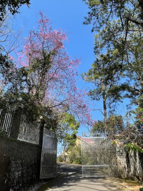 Da Lat dağ kasabasında kiraz çiçeği mevsimi