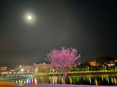 Da Lat dağ kasabasında kiraz çiçeği mevsimi