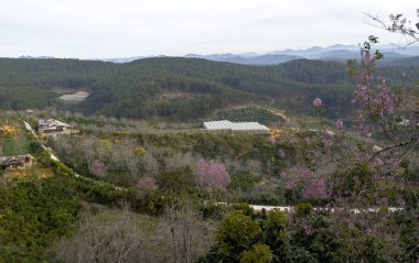 Da Lat dağ kasabasında kiraz çiçeği mevsimi