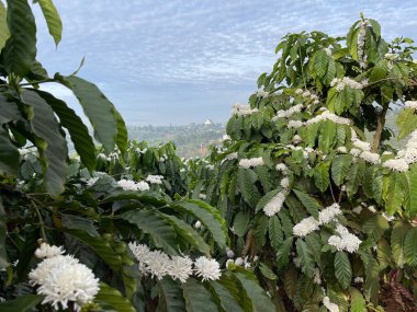 Orman yaylalarında çiçek açan kahve mevsimi