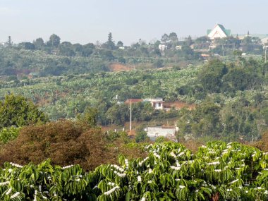 Orman yaylalarında çiçek açan kahve mevsimi