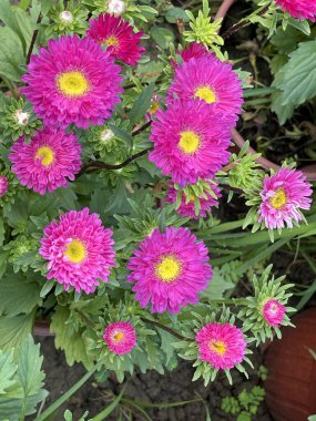 Japon kasımpatısı. Birçok renk.