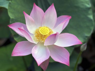 Lotus 'un güzelliği