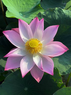 Lotus 'un güzelliği